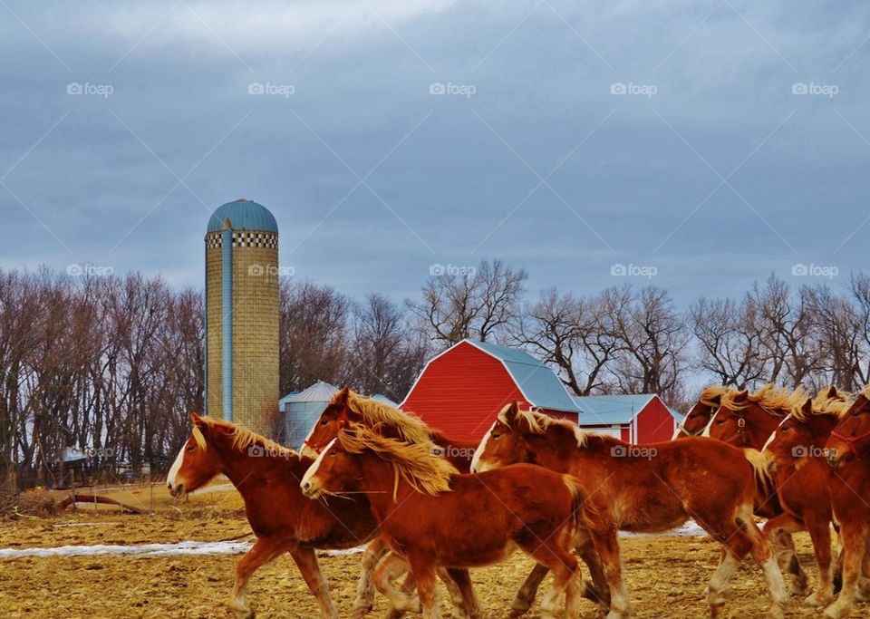 Barn and Horses