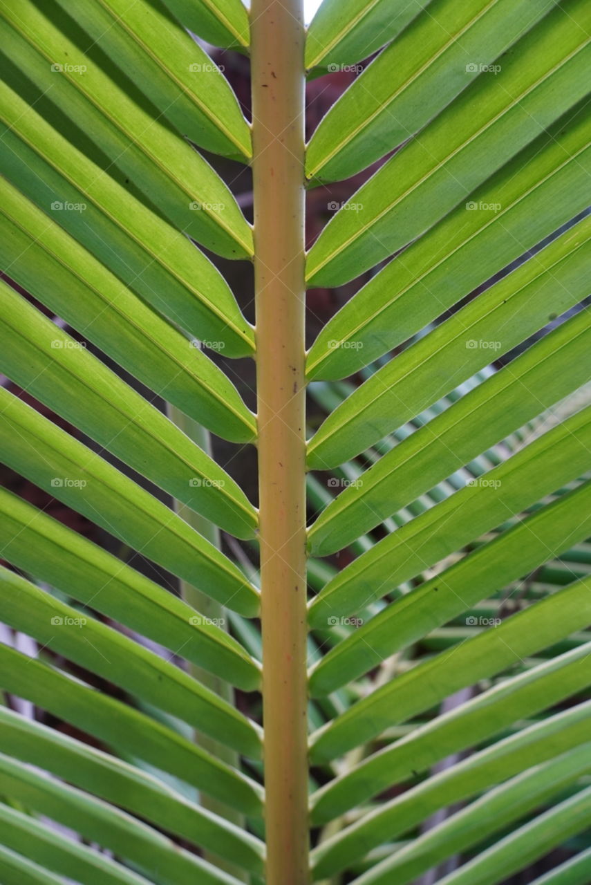 Detail of palm tree leaf  