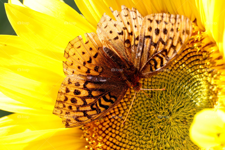 Butterfly on a sunflower