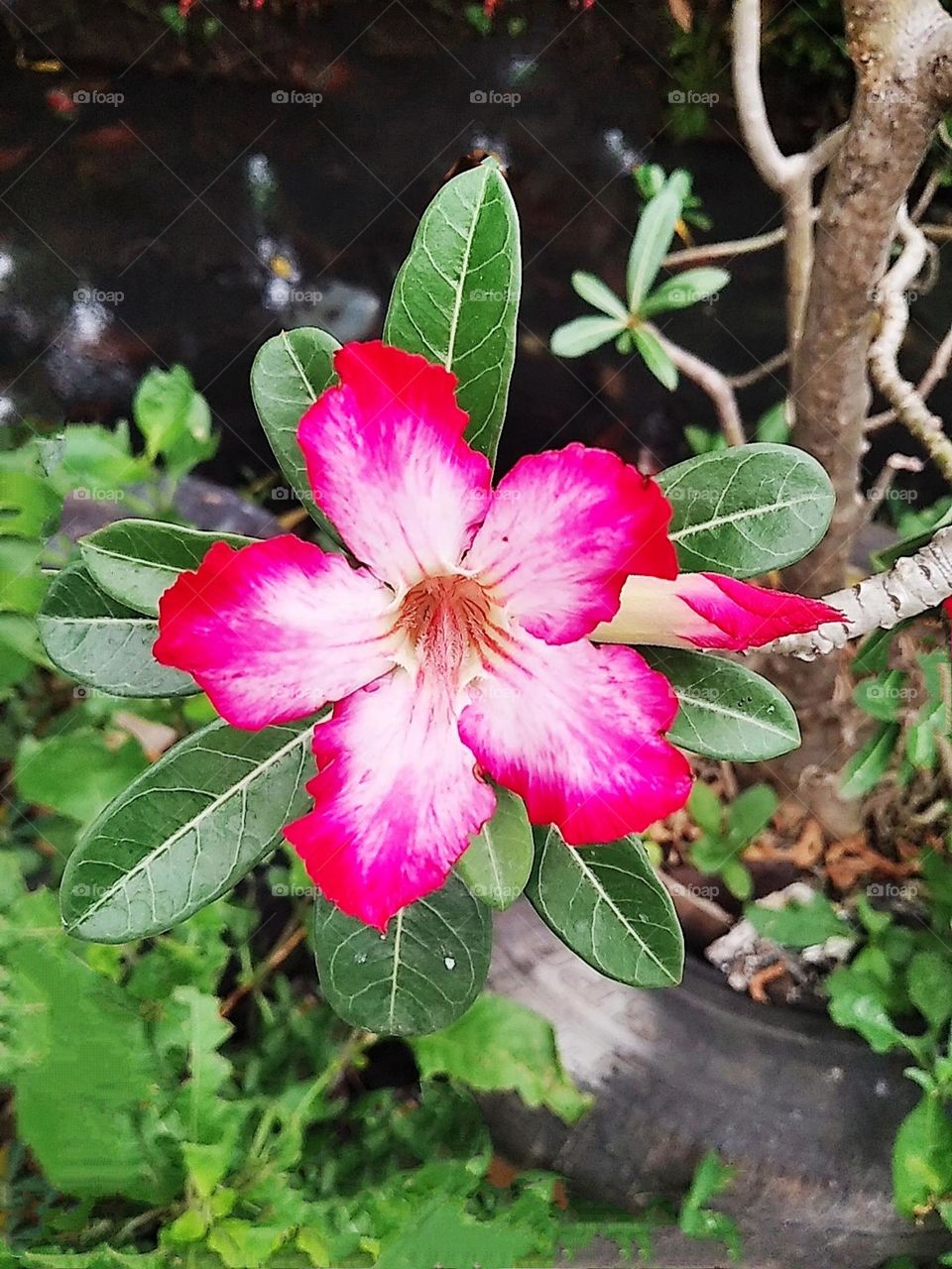 Red pink white flower