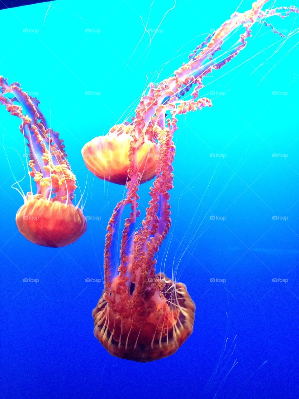 Jellies