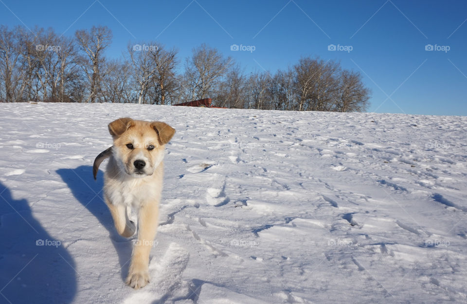 Shadow of Smart cute dog