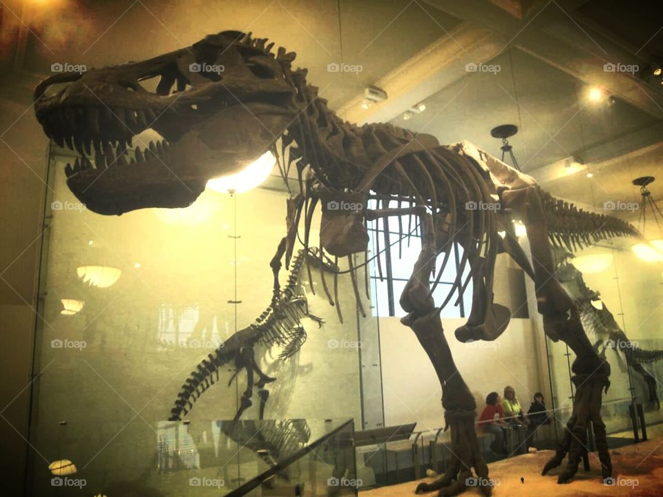 T Rex. taken from New York museum