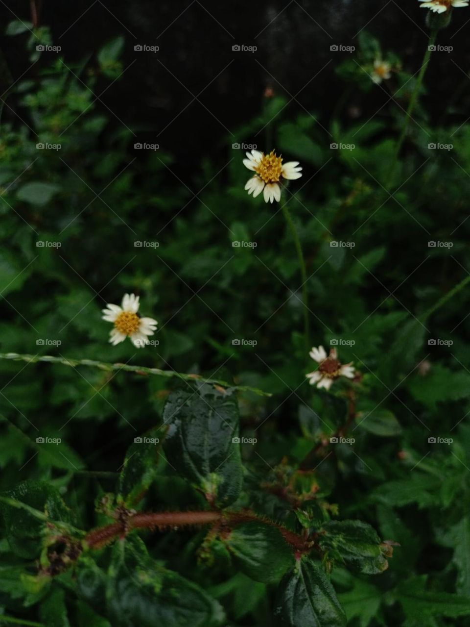 My new addition is suc-CUTE-lent.