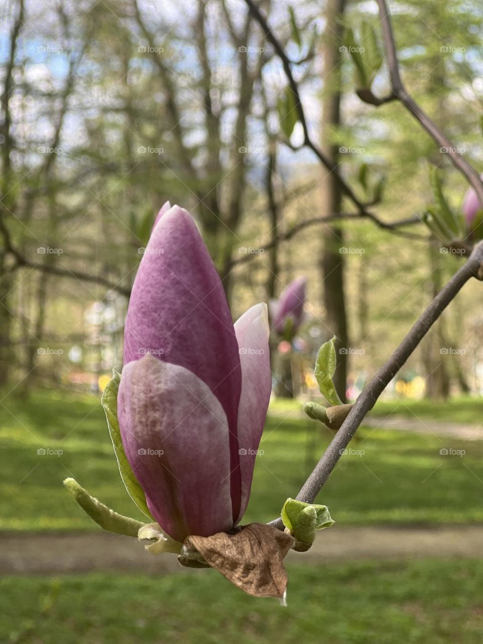 Magnolia blossom