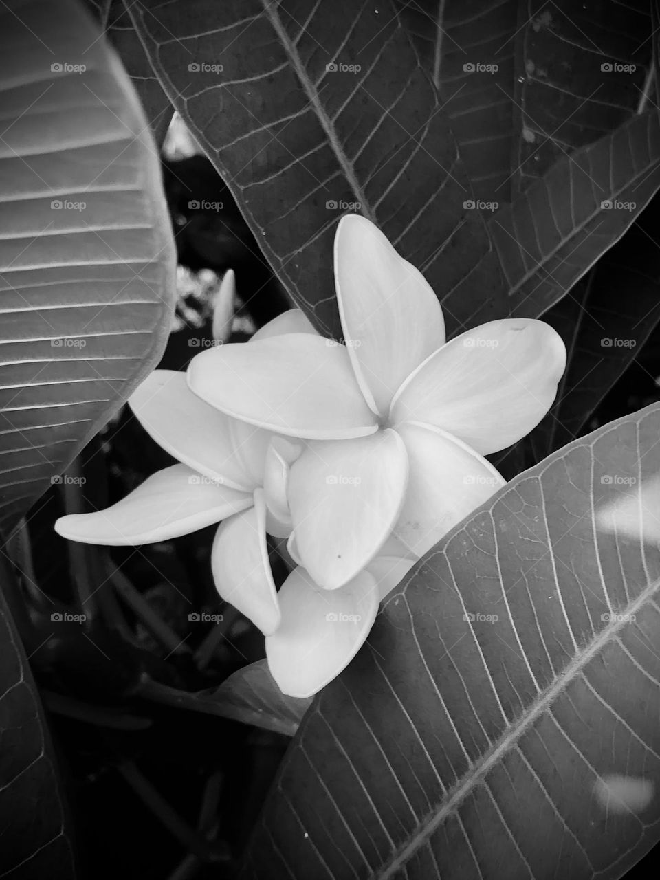 Black and white of beautiful white flowers surrounded by its leaves in the morning sun ☀️