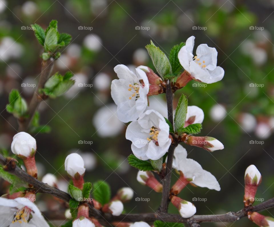 Close-up of a cherry tree branch