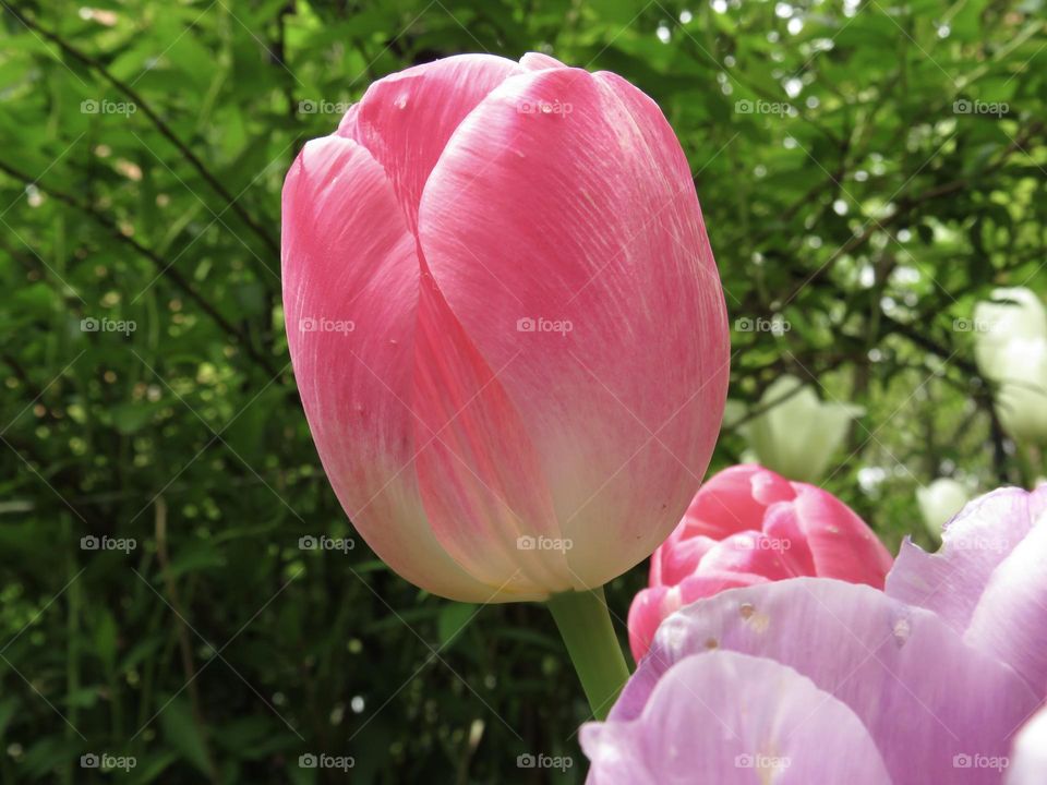 Close up photo of tulips in the garden.