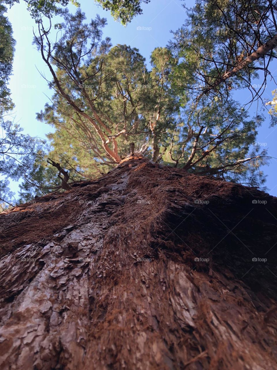 Giant Sequoia 