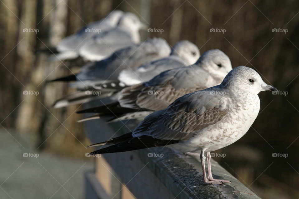 Seagulls on a fence. 