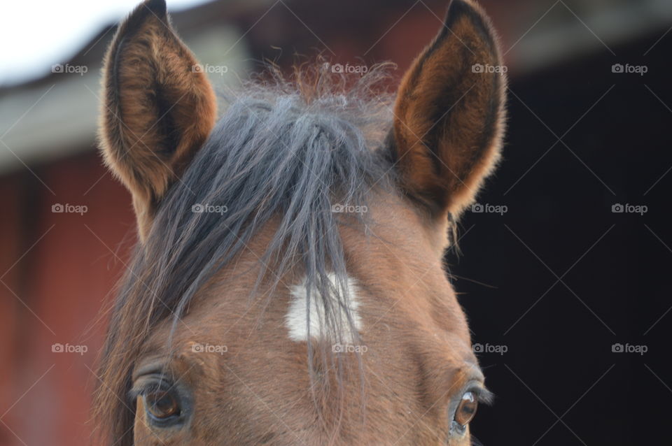 Alert Bay Horse Ears 