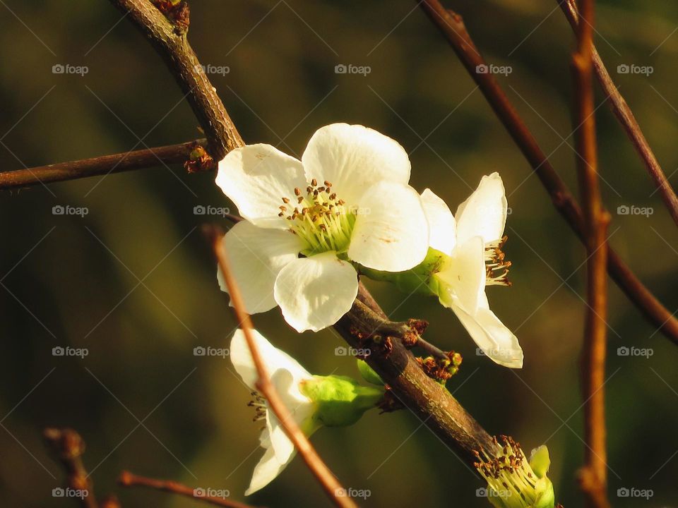 Spring hawthorn