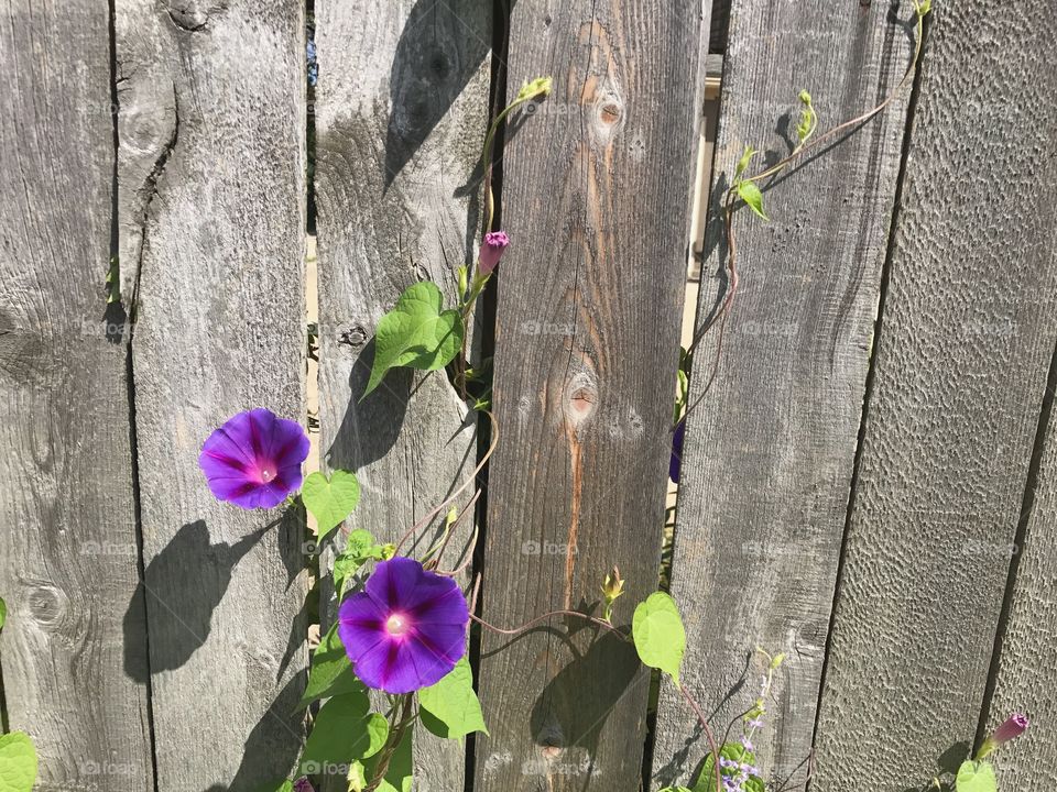 Purple flowers