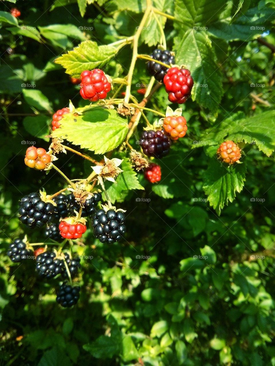 Blackberries