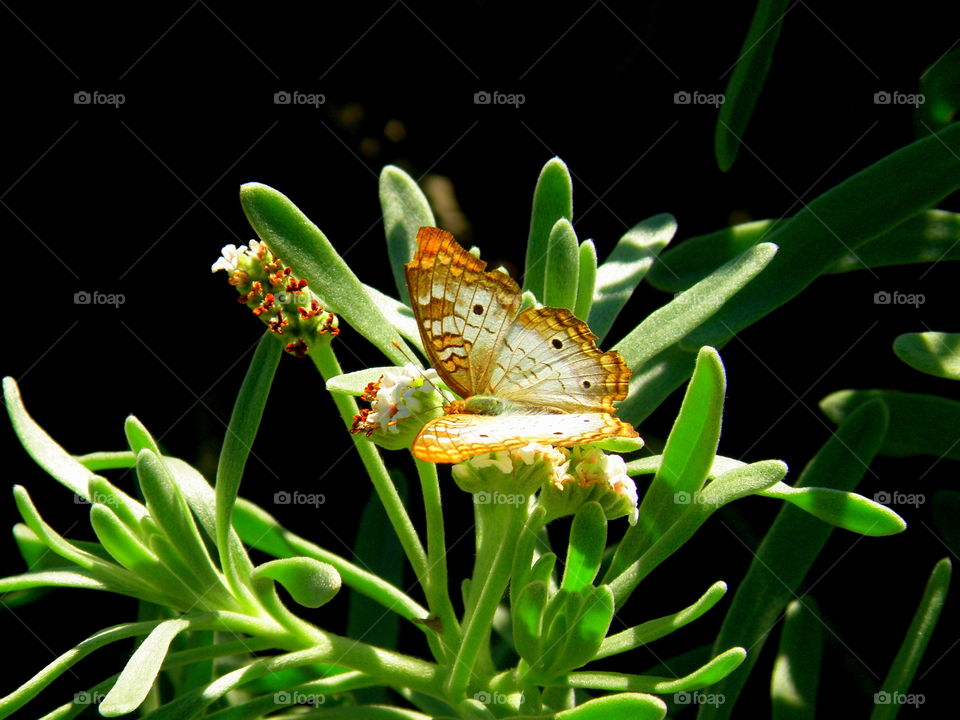 View of butterfly landing
