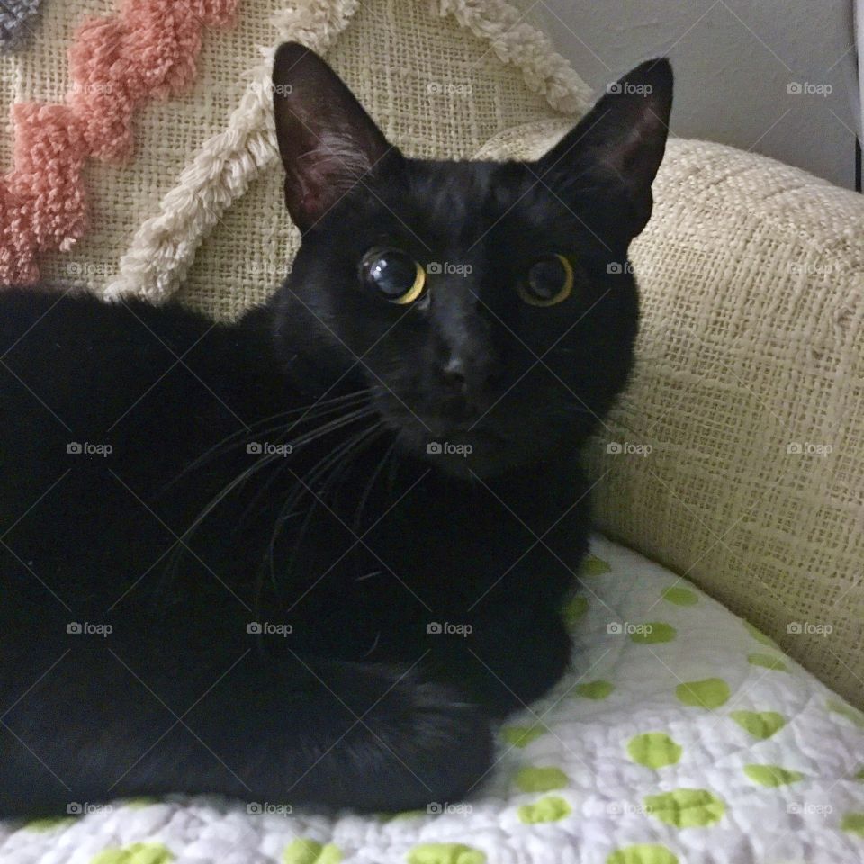 Pretty black Rosie curiously watching me as I work!