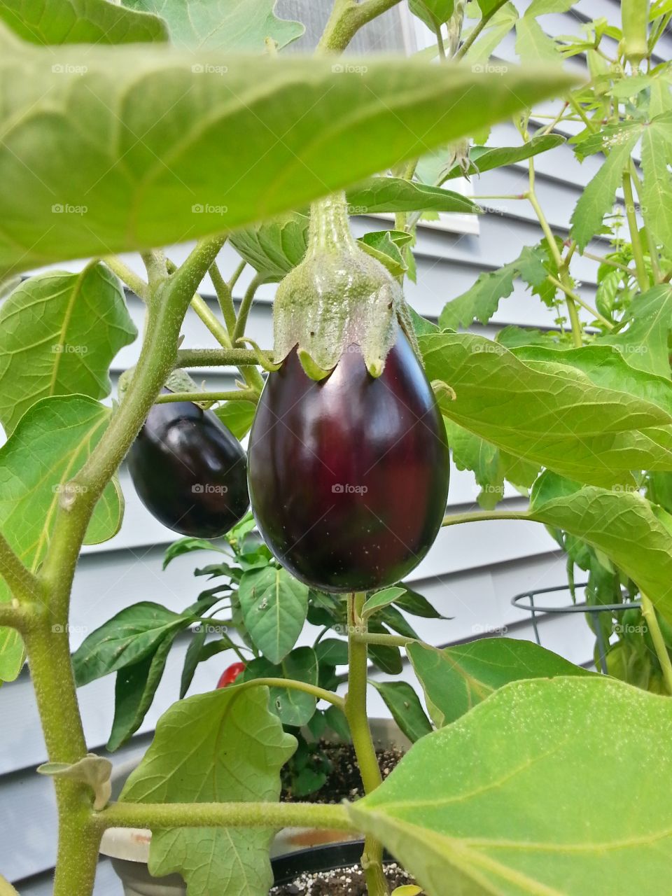 Eggplant#2