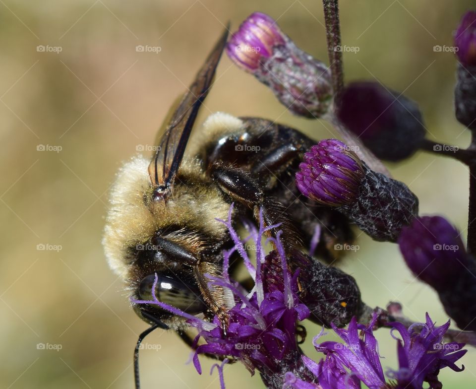 Bee on flower