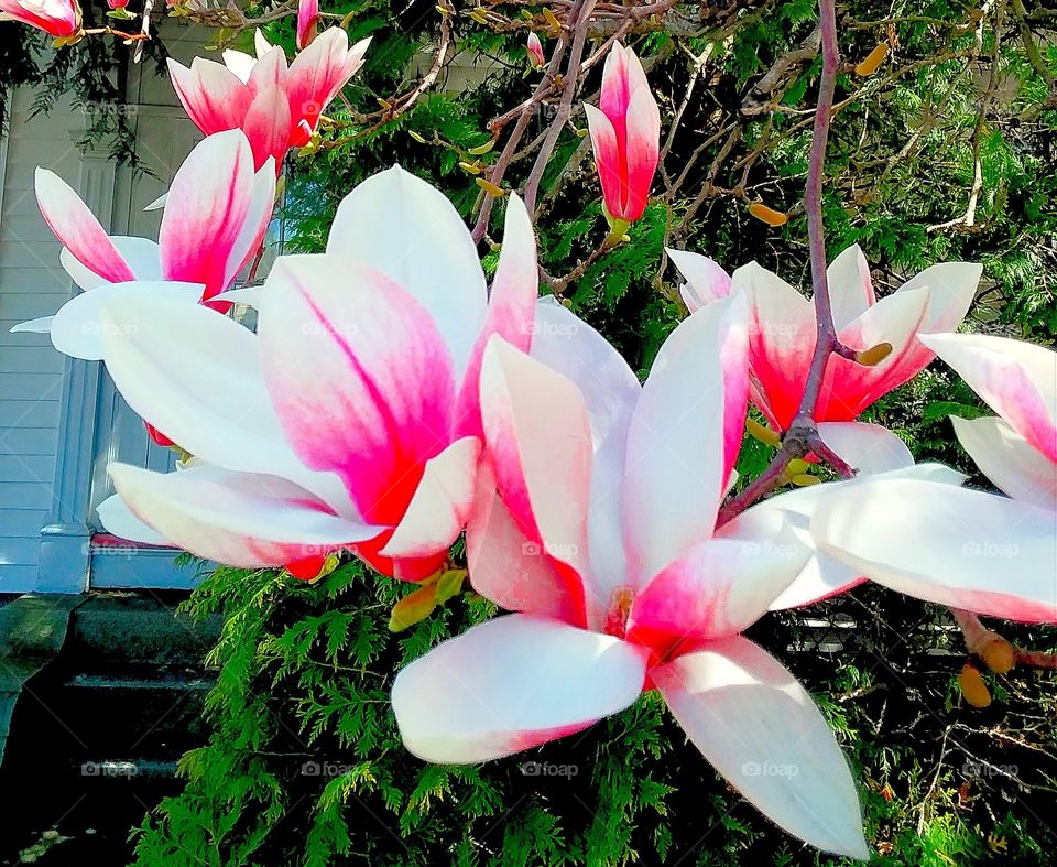 pink dogwood in bloom