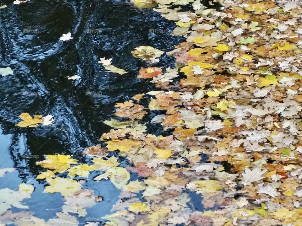 Leaves in the pond