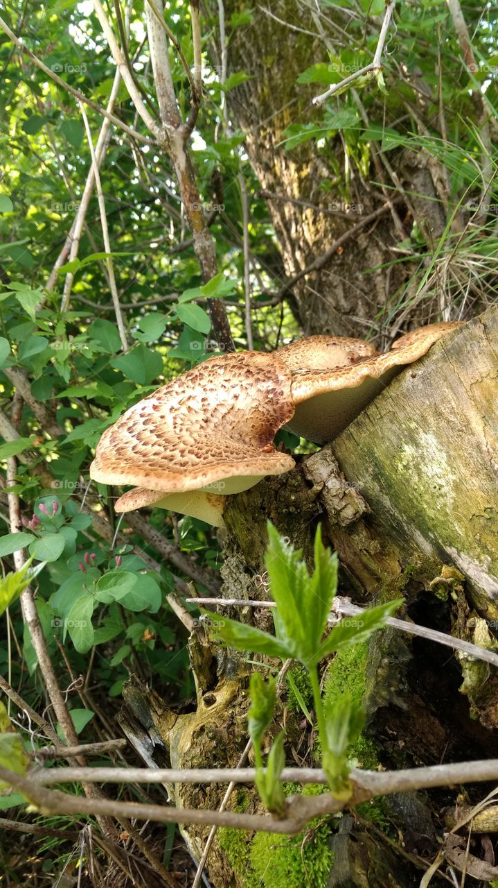 mushroom stump