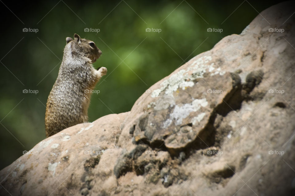 a Squirrel standing on a bolder