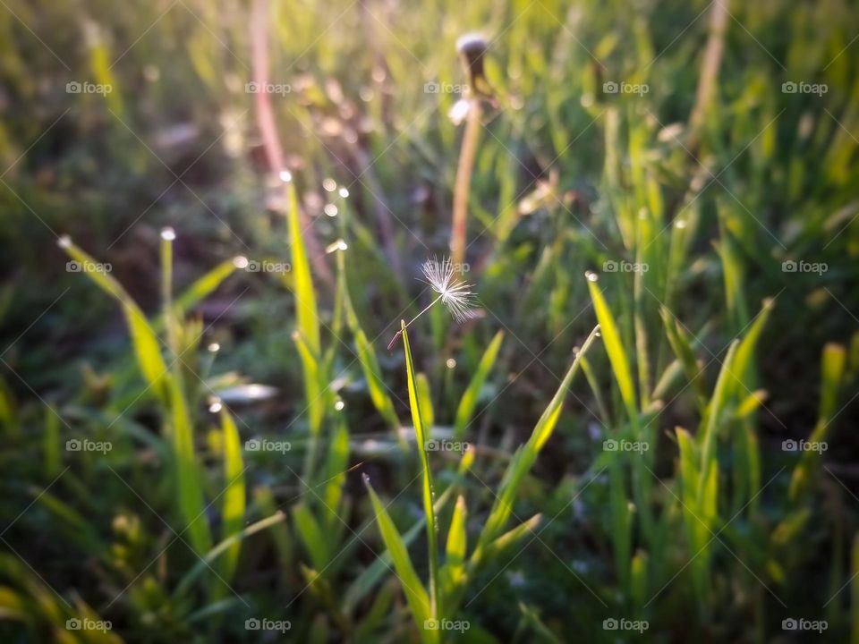 Dandelion Seed in the Grass in Spring