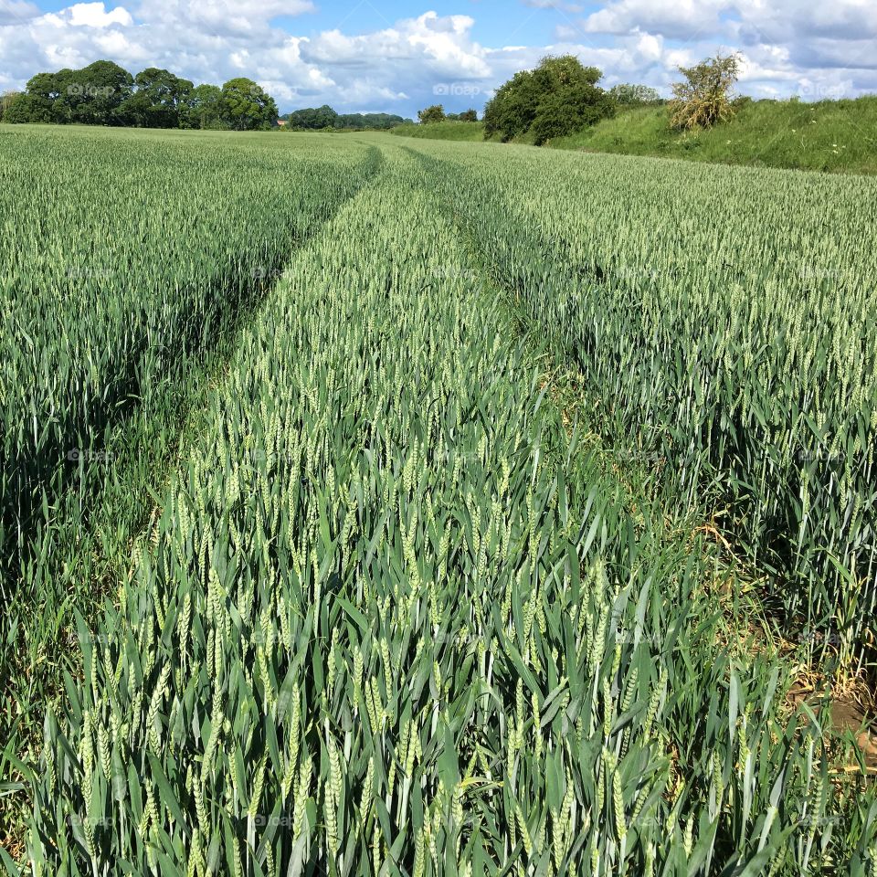 English countryside