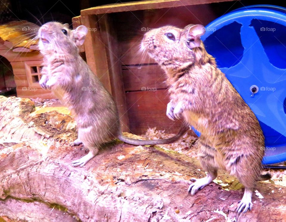 gerbils