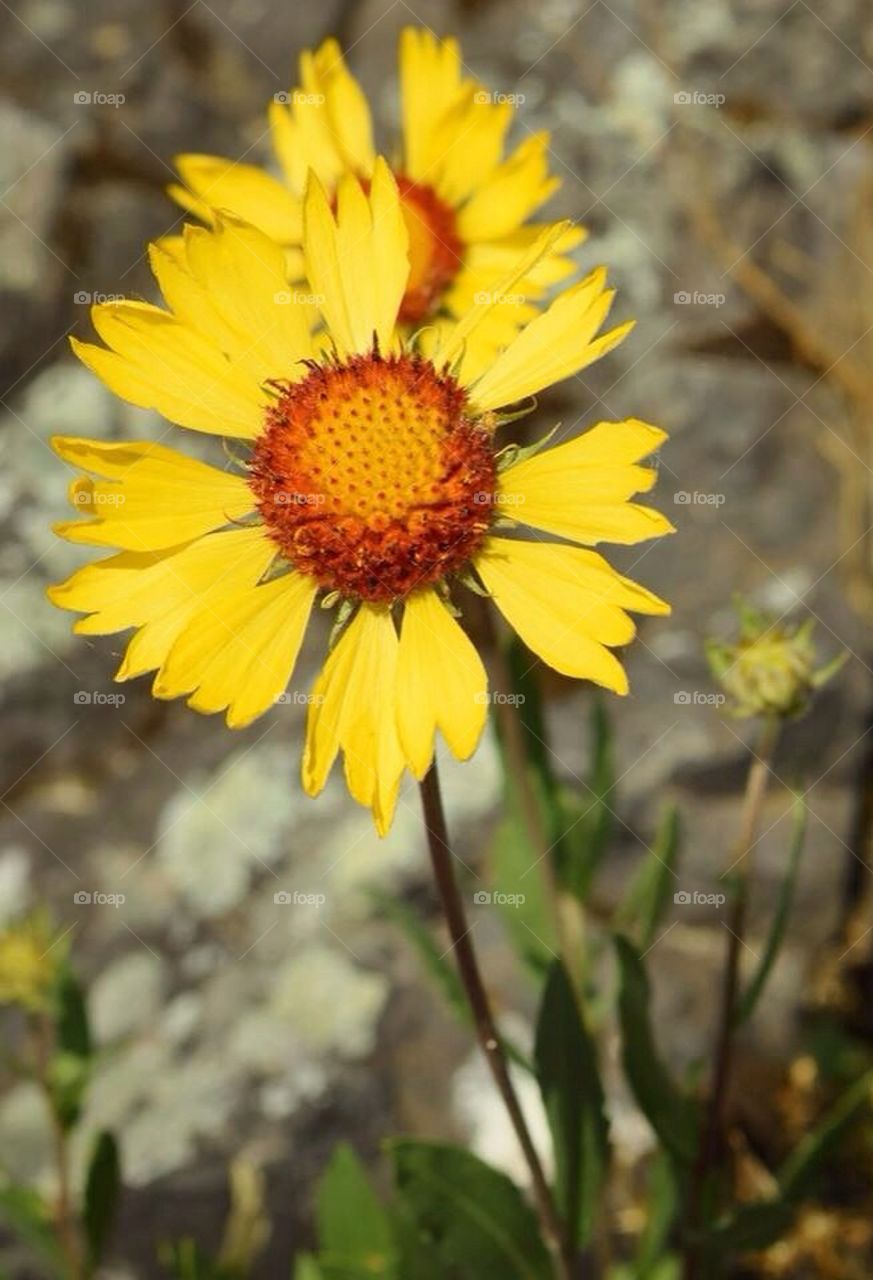 Wild sunflower