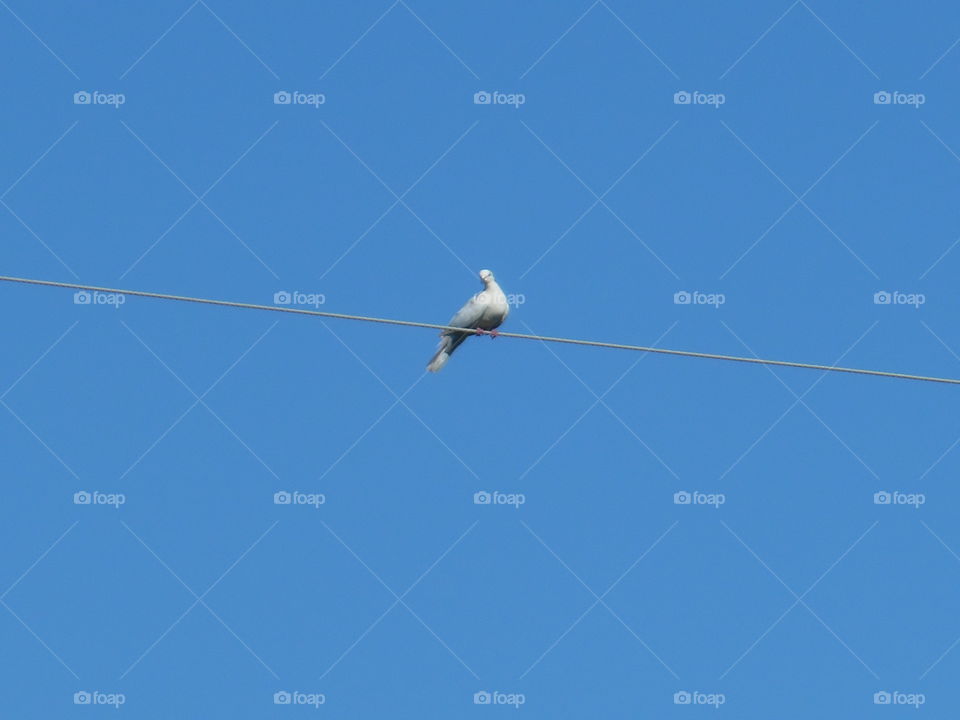 cooing dove bird. this is a picture of the dove sitting on this high line wire