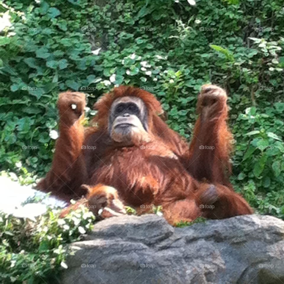 Orangutan with arms up . Cute orangutan at zoo with arms up
