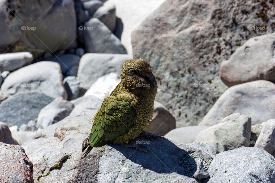 New Zealand - near Milford sound, A kea Bird said to be one of the smartest/cunning and destructive native birds to the area. 