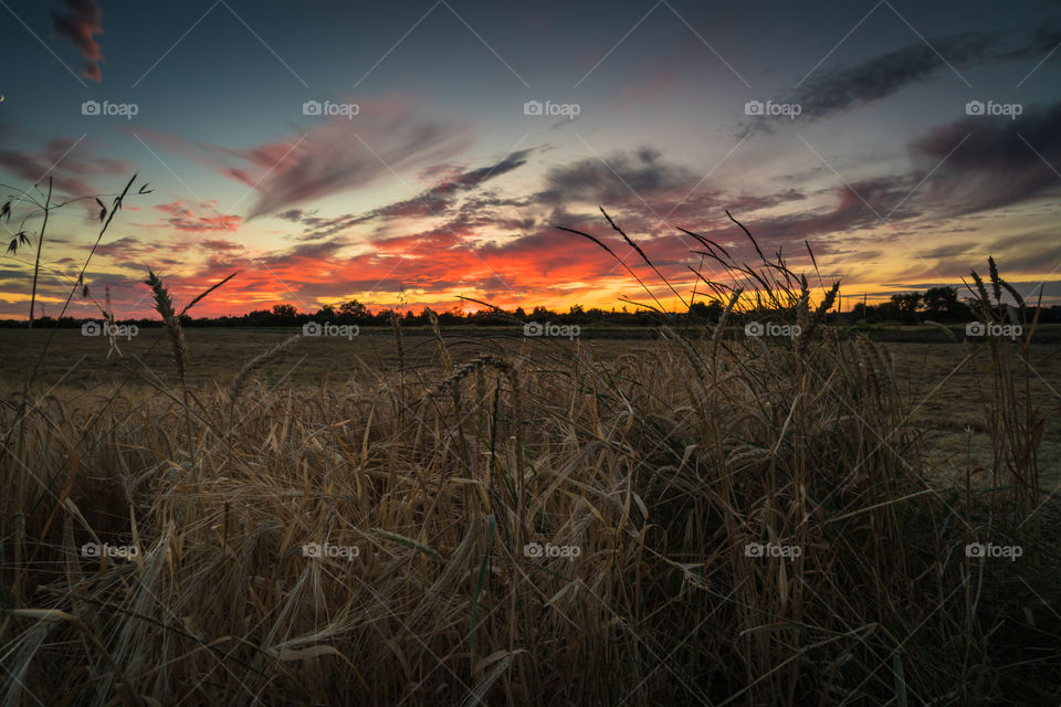 Sunset field