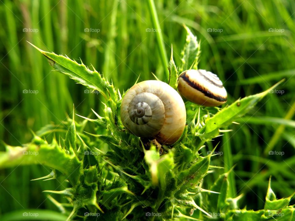 snails