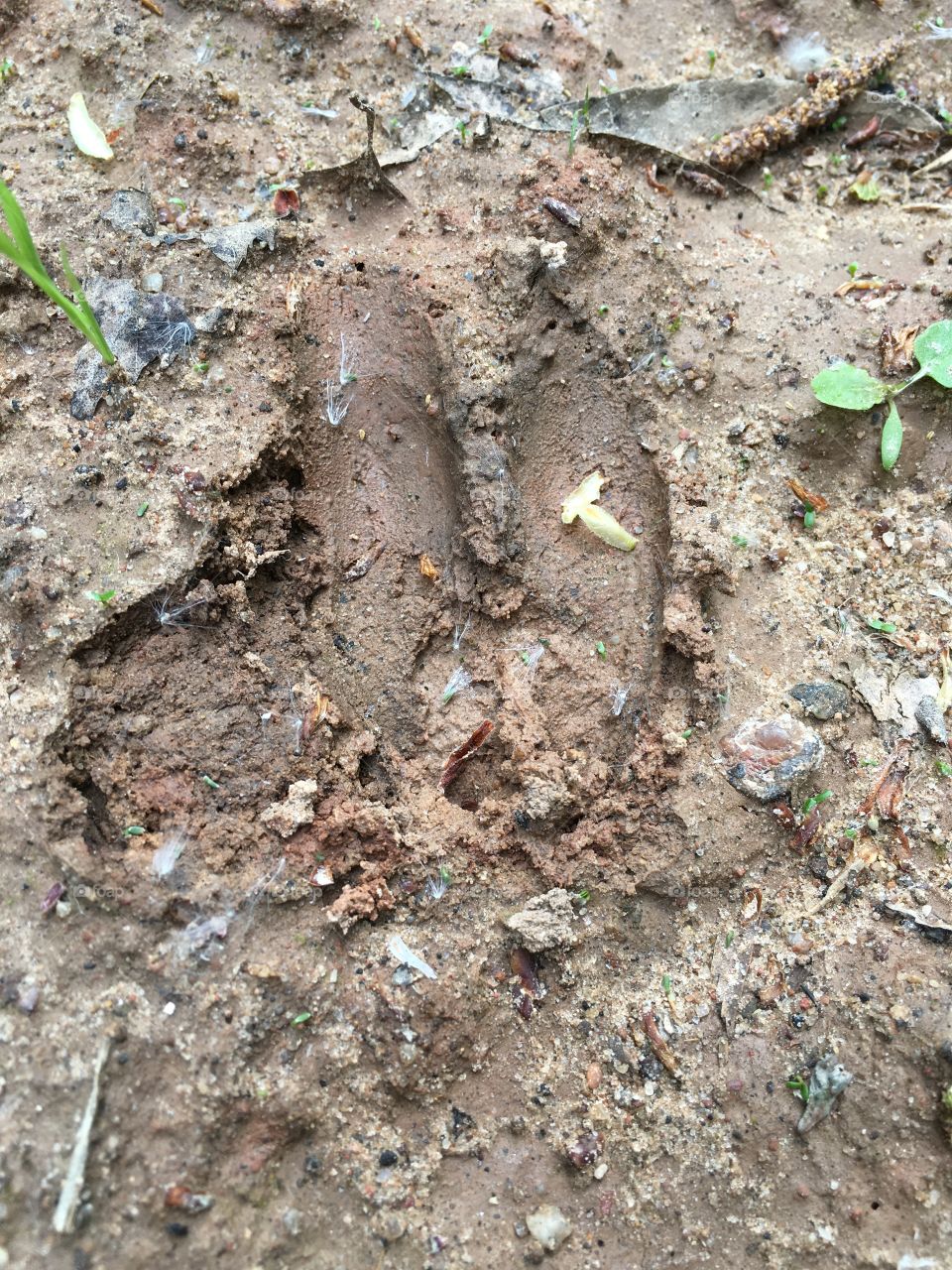 Latvia nature wild boar foot