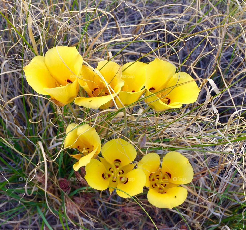 Rear flower in the desert 
