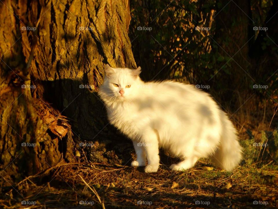 Beautiful White cat in a forest