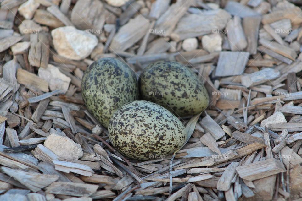 Green speckled plover eggs ready to hatch