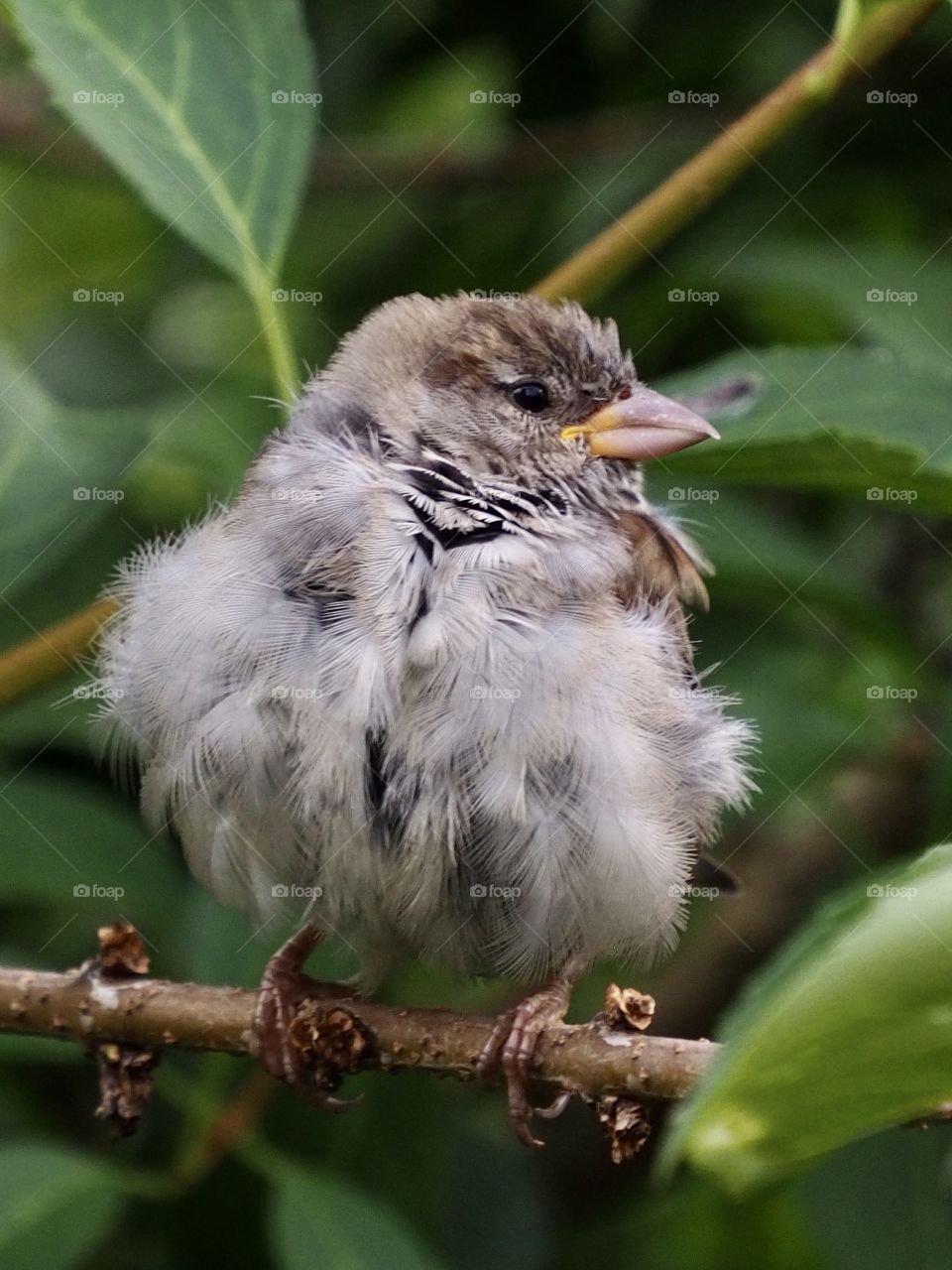 Little sparrow