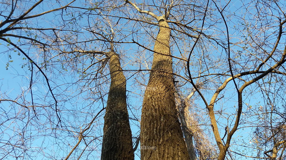 Trees Branching vs Blue Sky