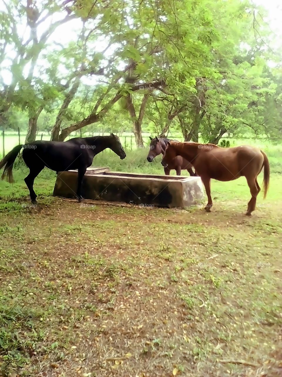 Horse At Water Trough