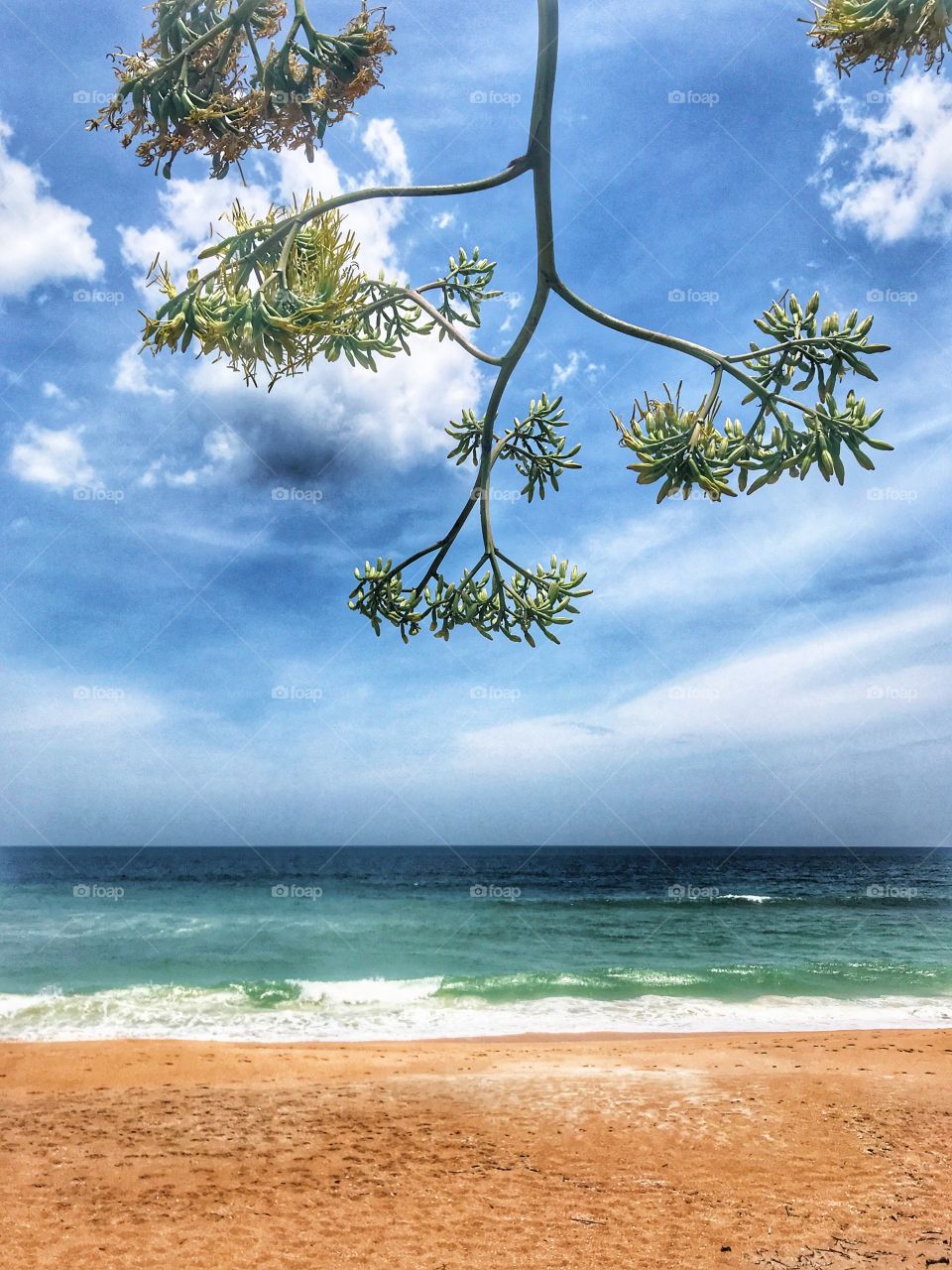 Scenic beach scene