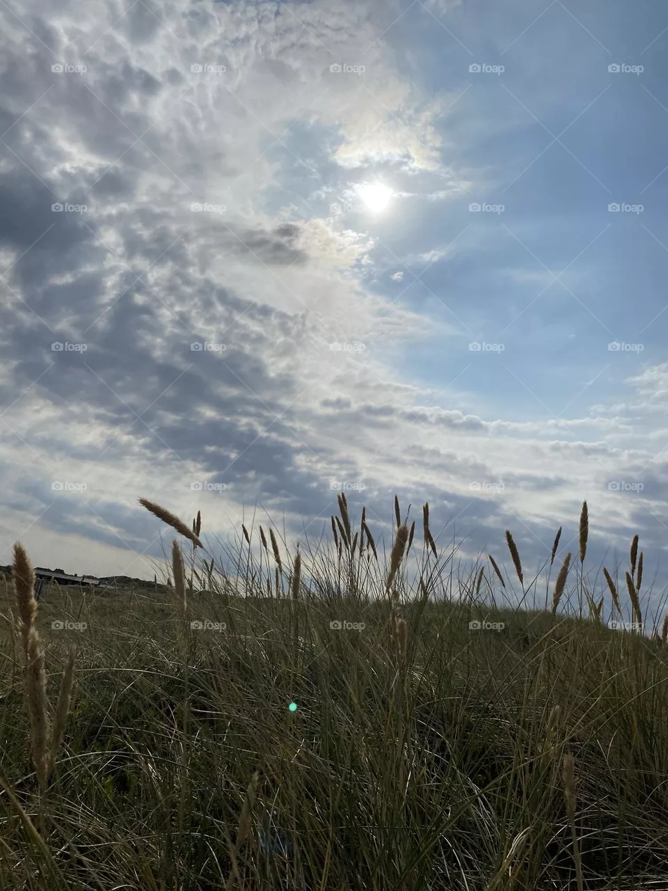 Abendstimmung am Himmel der Nordsee, Strandhafer auf Düne, Schlierwolken, Sonne