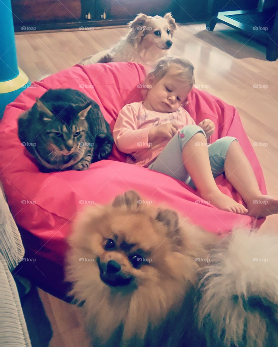 toddler and animals