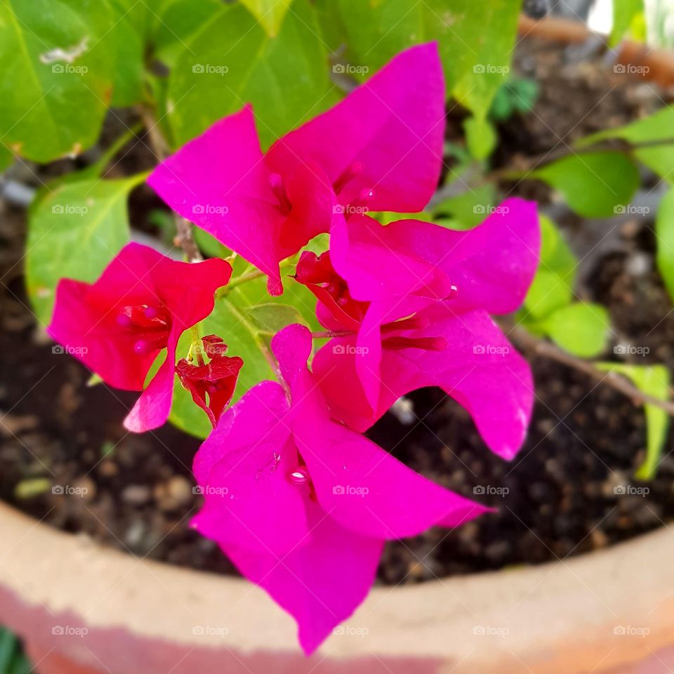lindo color de la flor