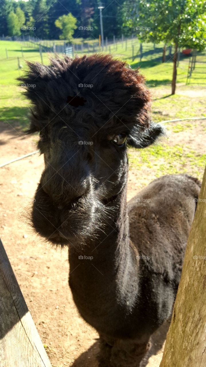 Friendly alpaca looking for some love and attention.