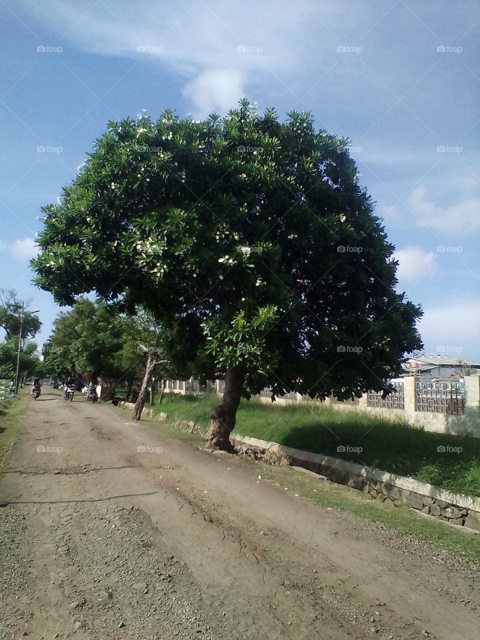 Dense leafy tree on the side of the road in the area of ​​a Muslim public cemetery in Jakarta