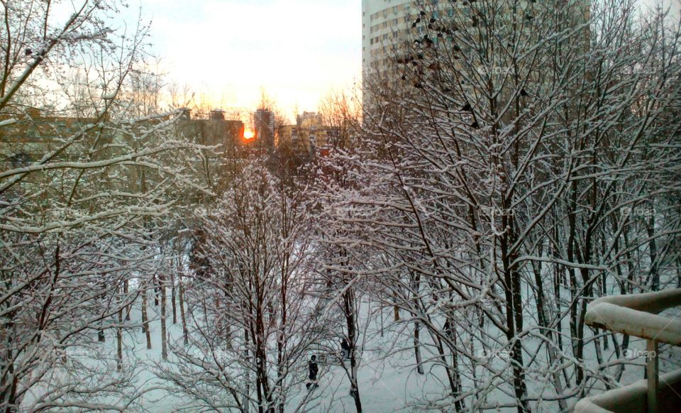 Winter, Snow, Cold, Frost, Tree