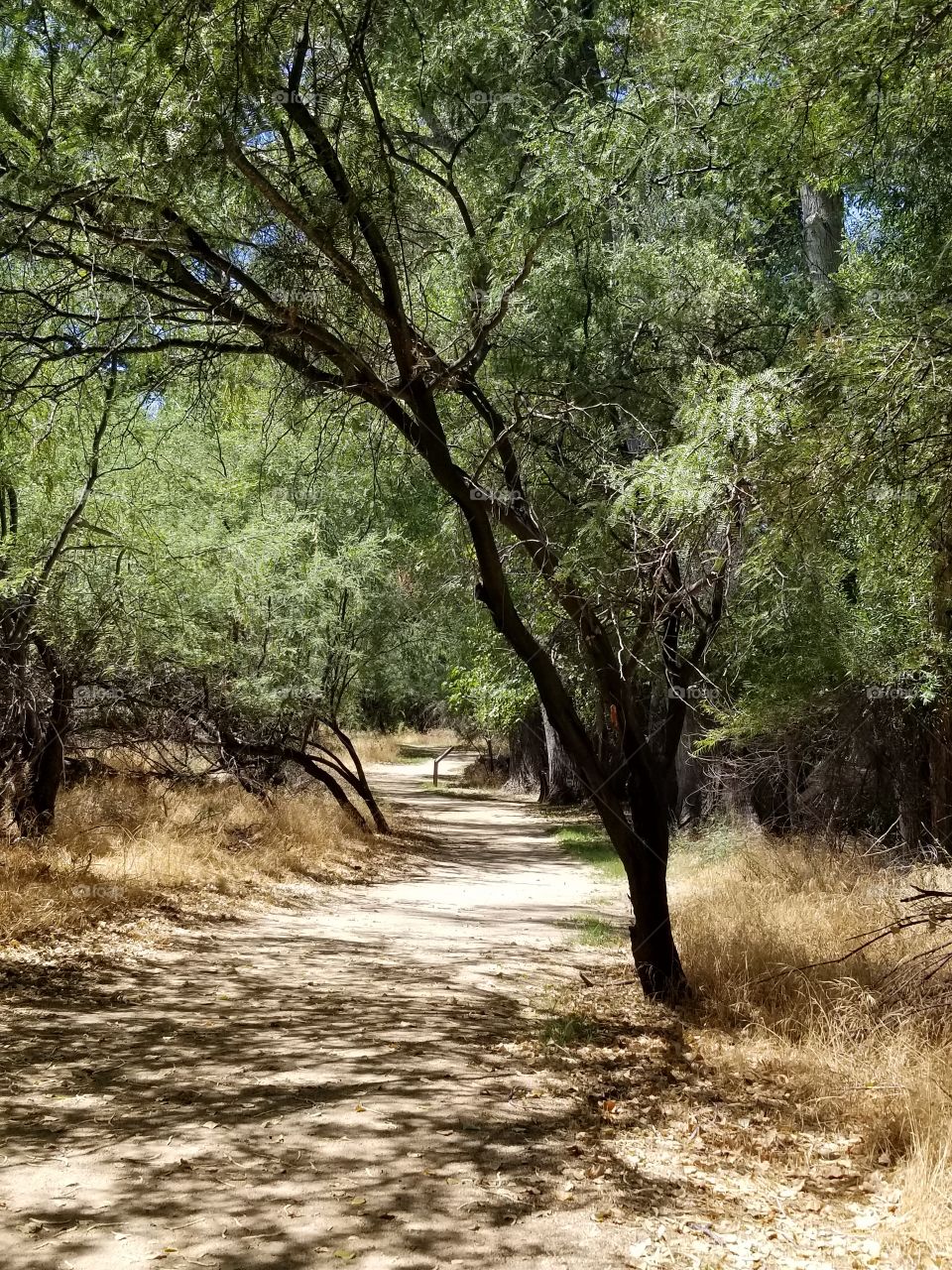 pathway to where? tree lined path. shade.